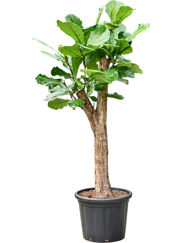 Planta naturala de interior Stem D70xH180cm Ficus lyrata PS44/40cm in pamant