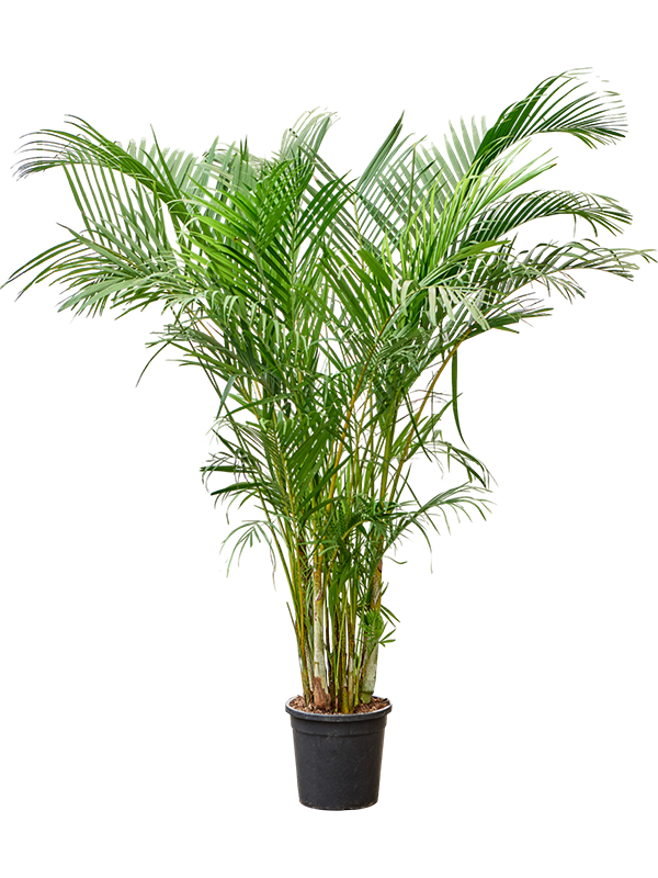 Planta naturala de interior Tuft D100xH200cm Dypsis (Areca) lutescens PS34/30cm in pamant