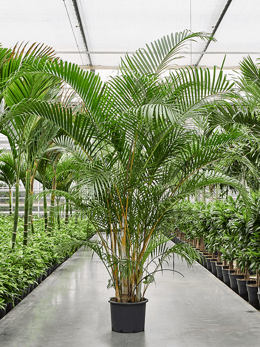 Planta naturala de interior Tuft D175xH230cm Dypsis (Areca) lutescens (210-250) PS34/30cm in pamant