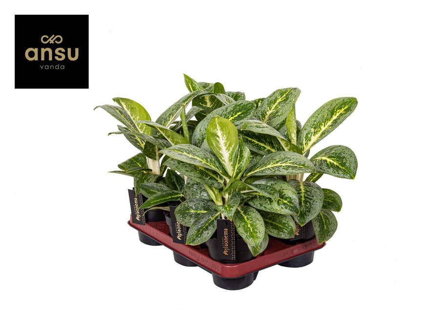 Planta naturala de interior Tuft D25xH35cm Aglaonema &