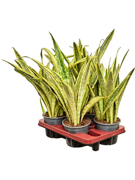 Planta naturala de interior Tuft D25xH45cm Sansevieria trifasciata 'Lauren' PS14/12cm in pamant