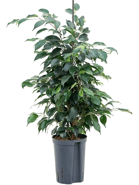 Planta naturala de interior Tuft D30xH60cm Ficus benjamina 'Danielle' P15/19cm in hidrogranule