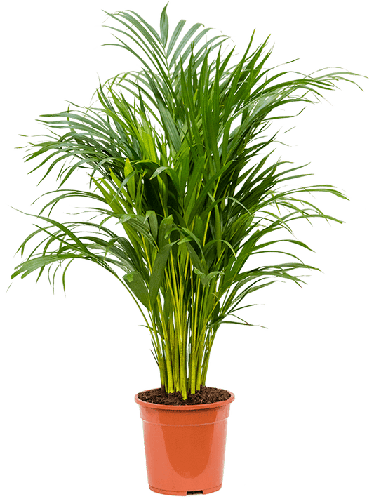 Planta naturala de interior Tuft D45xH100cm Dypsis (Areca) lutescens PS21/19cm in pamant