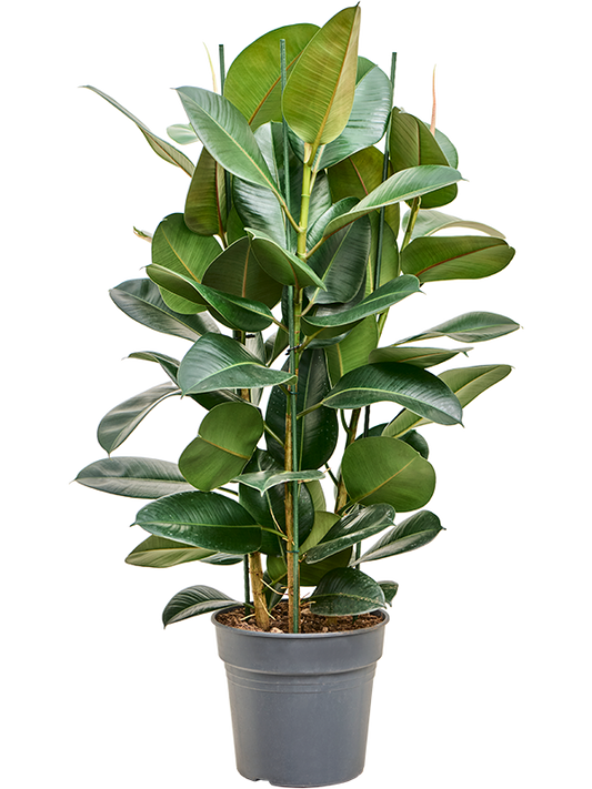 Planta naturala de interior Tuft D70xH120cm Ficus elastica 'Robusta' PS30/27cm in pamant