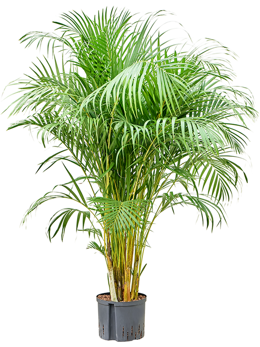 Planta naturala de interior Tuft D90xH160cm Dypsis (Areca) lutescens P25/19cm in hidrogranule