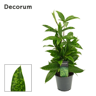 Planta naturala Dracaena surculosa H40 cm PS12 cm in pamant