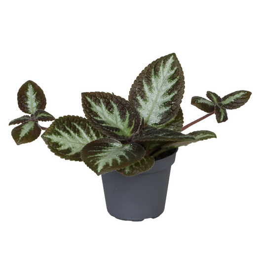 Planta naturala Episcia cupreata ’Silver Shield’ PS6/ in pamant