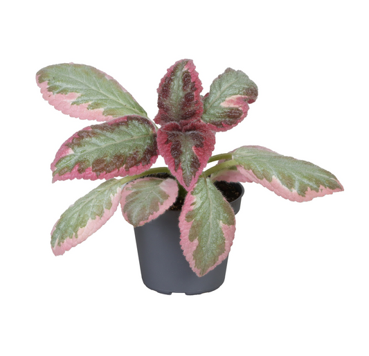 Planta naturala H10cm Episcia cupreata 'Pink Brocade' PS6/ in pamant