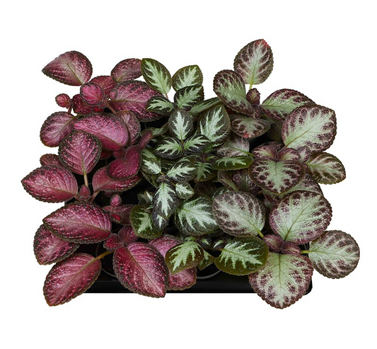 Planta naturala H10cm Episcia mix PS6/ in pamant