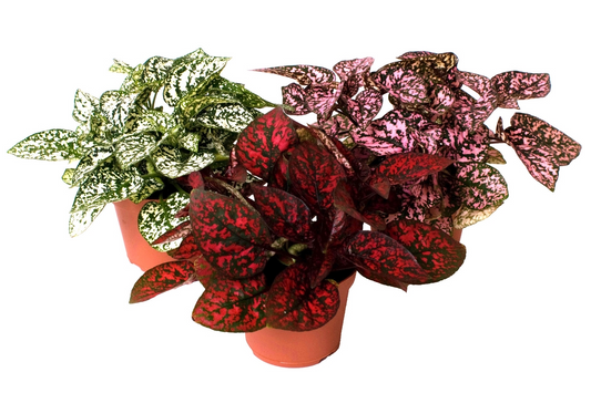 Planta naturala H12cm Hypoestes phyllostachya mix PS6/ in pamant