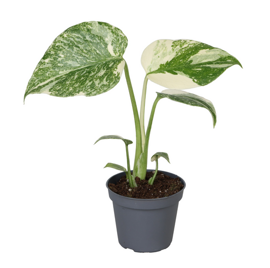 Planta naturala H14cm Monstera Creme Brulee PS6/ in pamant