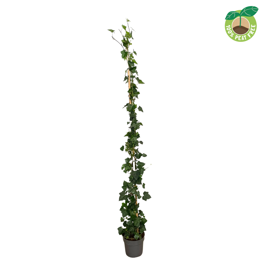 Planta naturala H180cm Hedera hibernica PS21/ in pamant