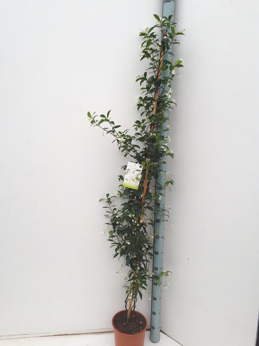 Planta naturala H180cm Trachelospermum jasminoides PS21/ in pamant