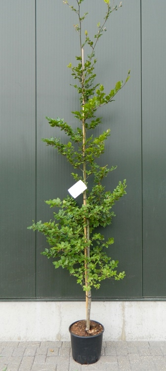 Planta naturala H200cm Fagus sylvatica PS30/ in pamant