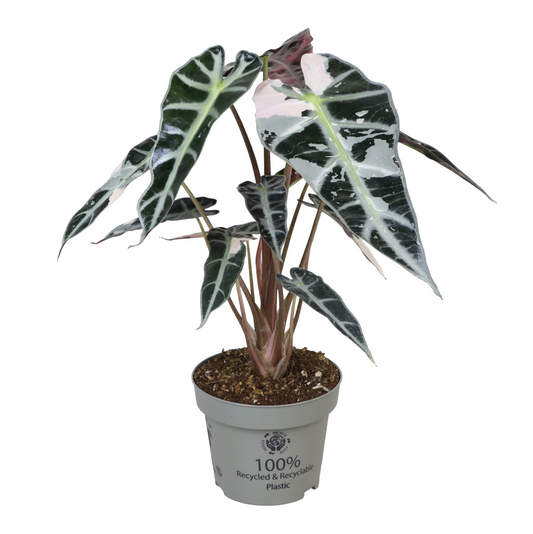 Planta naturala H20cm Alocasia Bambino Pink Variegata PS12/ in pamant