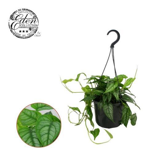 Planta naturala H20cm Monstera siltepecana PS15/ in pamant