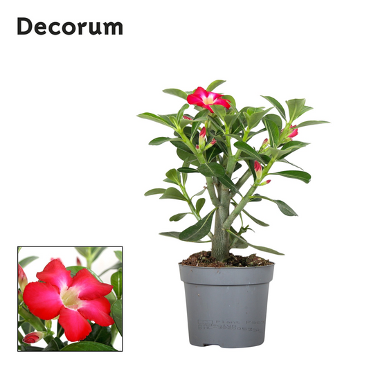 Planta naturala H25cm Adenium obesum PS13/ in pamant