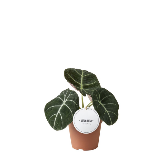 Planta naturala H25cm Alocasia 'Black Velvet' PS12/ in pamant