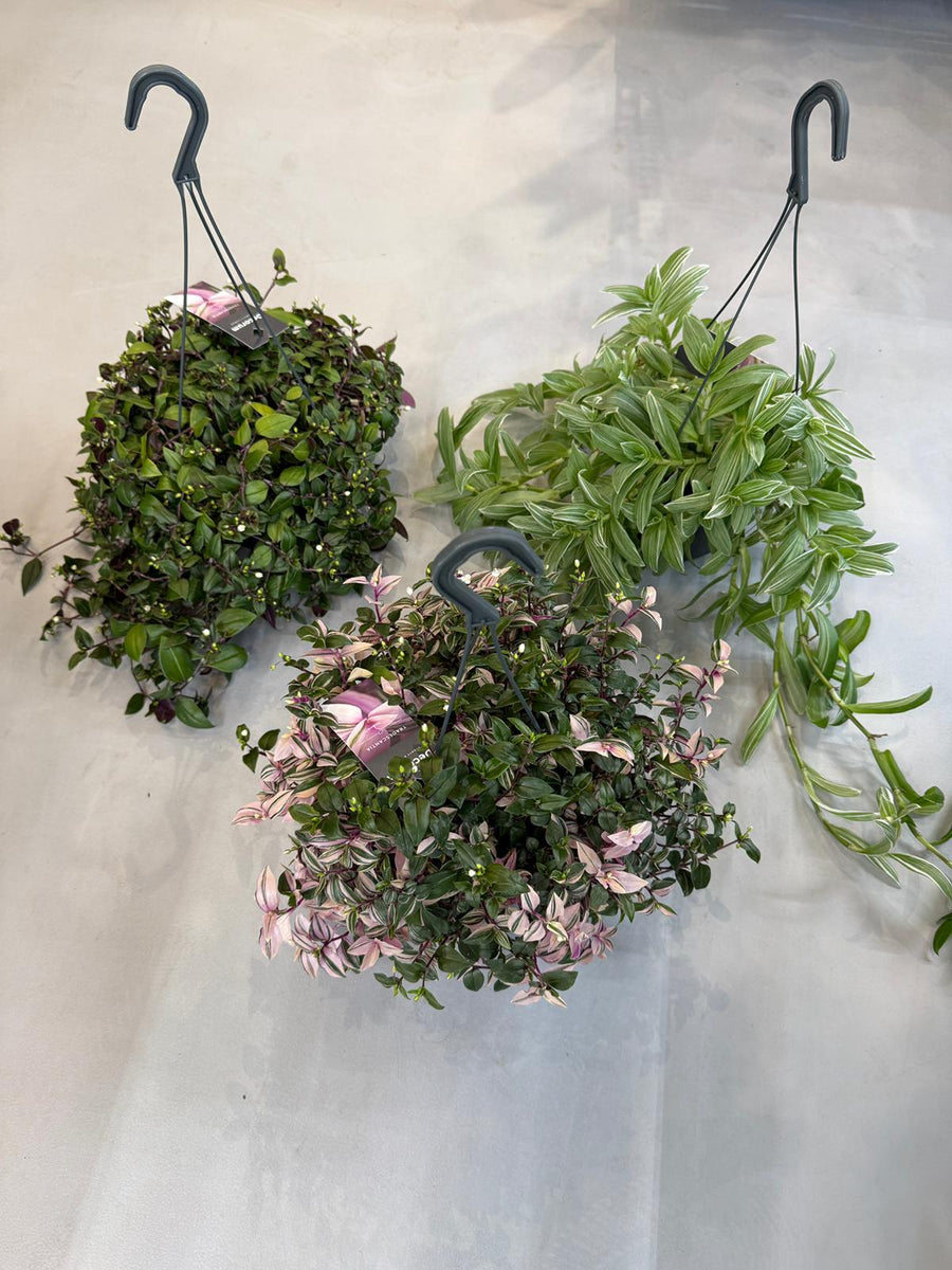 Planta naturala H35cm Tradescantia Mix PS17/15 in pamant