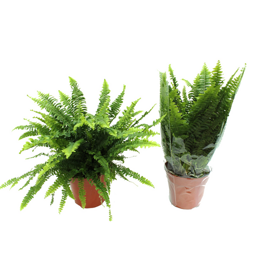 Planta naturala H40cm Nephrolepis exaltata 'Green Lady' PS17/ in pamant