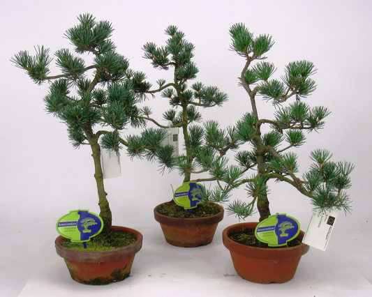 Planta naturala H40cm Pinus parviflora PS16/ in pamant