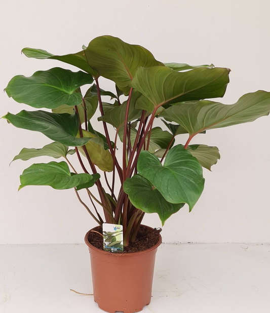Planta naturala H50cm Homalomena rubescens 'Maggy' PS19/ in pamant