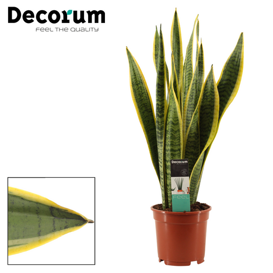 Planta naturala H70cm Sansevieria Laurentii PS17/ in pamant