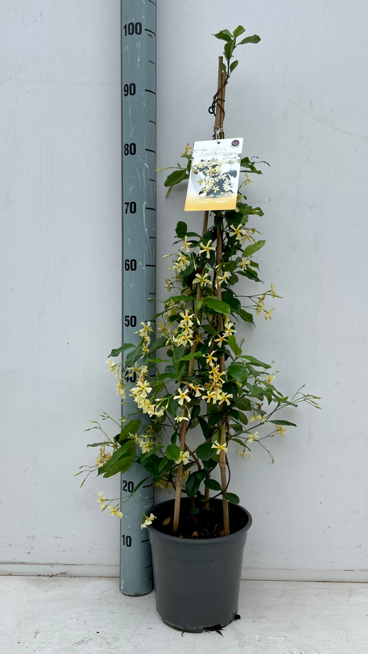 Planta naturala H90cm Trachelospermum jasminoides Star Of Toscane PS19/ in pamant