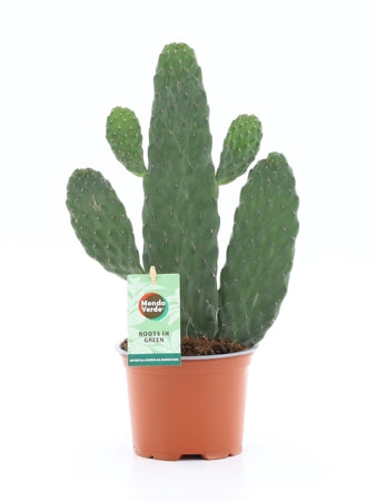 Planta naturala Opuntia H35 cm PS12 cm in pamant