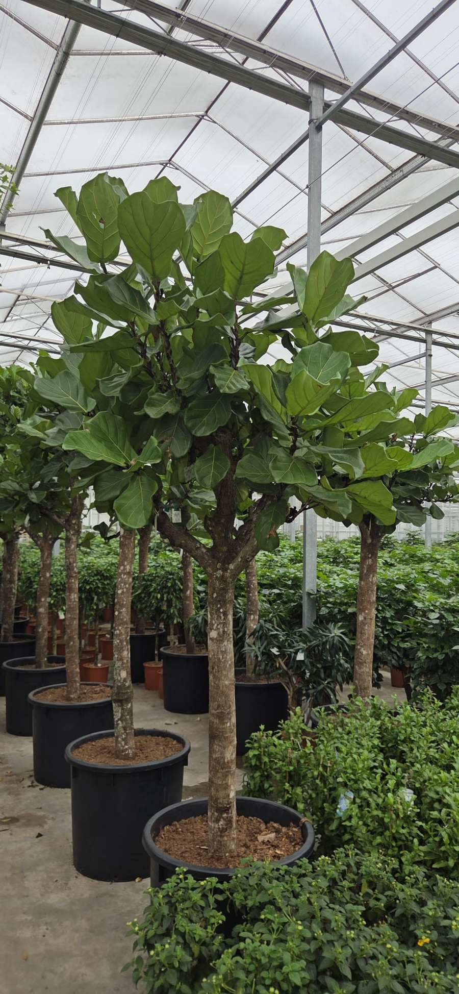 Planta naturala Stem H350cm Ficus lyrata PS70/ in pamant