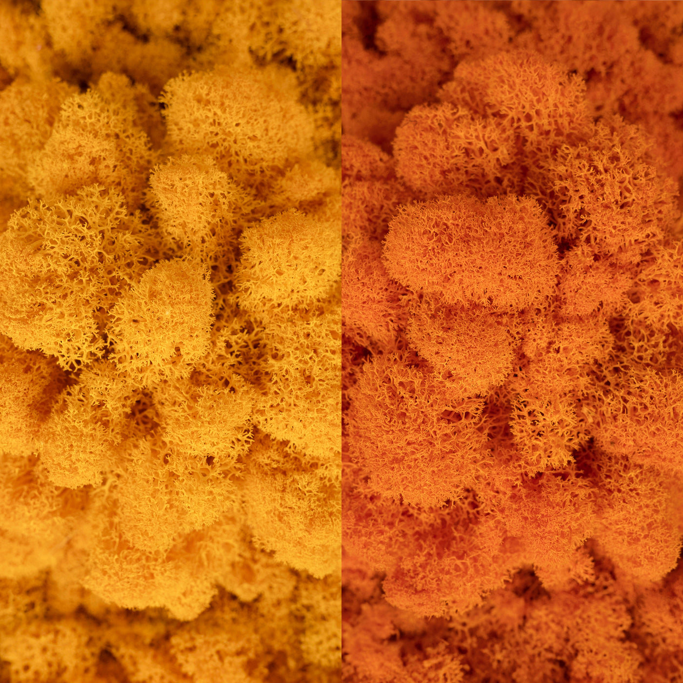 Licheni curatati si fara radacina in 2 culori 500g NET, calitate ULTRA PREMIUM, galben intens RR08 cu