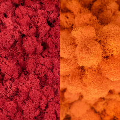 Licheni curatati si fara radacina in 2 culori 500g NET, calitate ULTRA PREMIUM, rosu intens RR11 cu