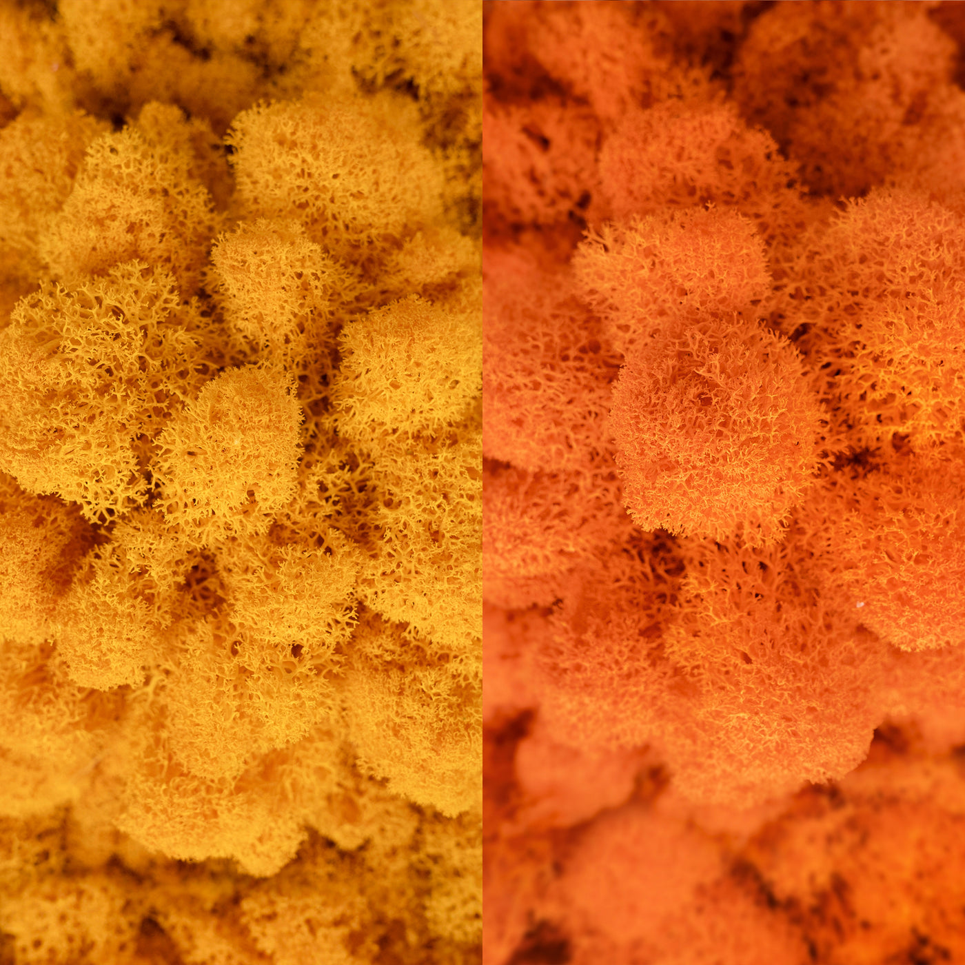 Licheni curatati si fara radacina in 2 culori 500g NET, calitate ULTRA PREMIUM, galben intens RR08 cu