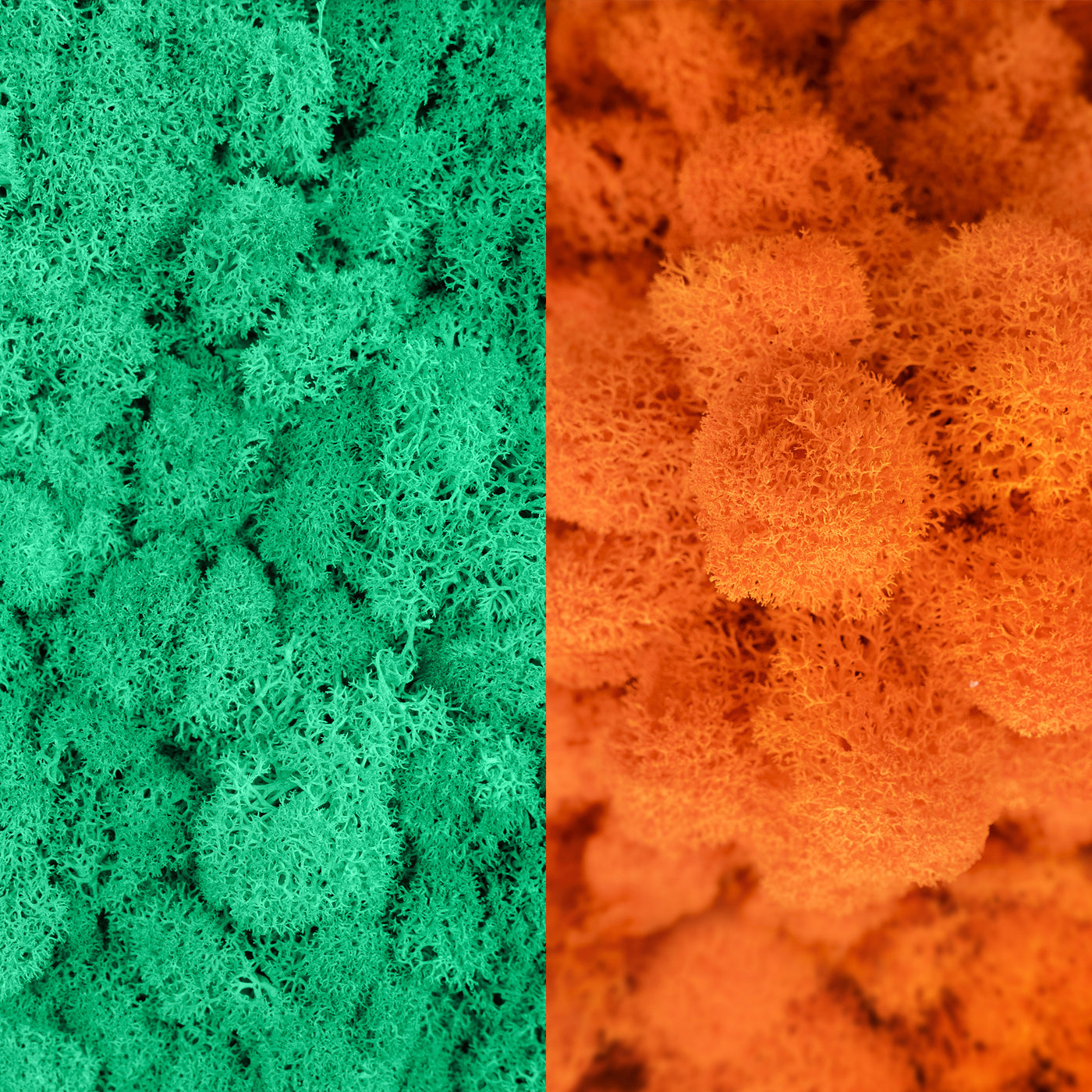 Licheni curatati si fara radacina in 2 culori 500g NET, calitate ULTRA PREMIUM, verde menta RR10 cu