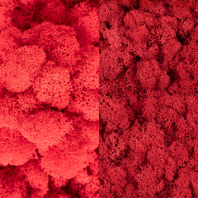 Licheni curatati si fara radacina in 2 culori 500g NET, calitate ULTRA PREMIUM, rosu watermelon RR40 cu