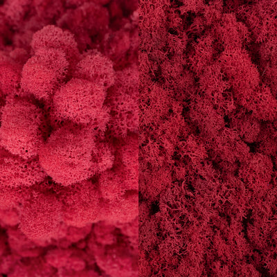 Licheni curatati si fara radacina in 2 culori 500g NET, calitate ULTRA PREMIUM, roz corai inchis RR30 cu