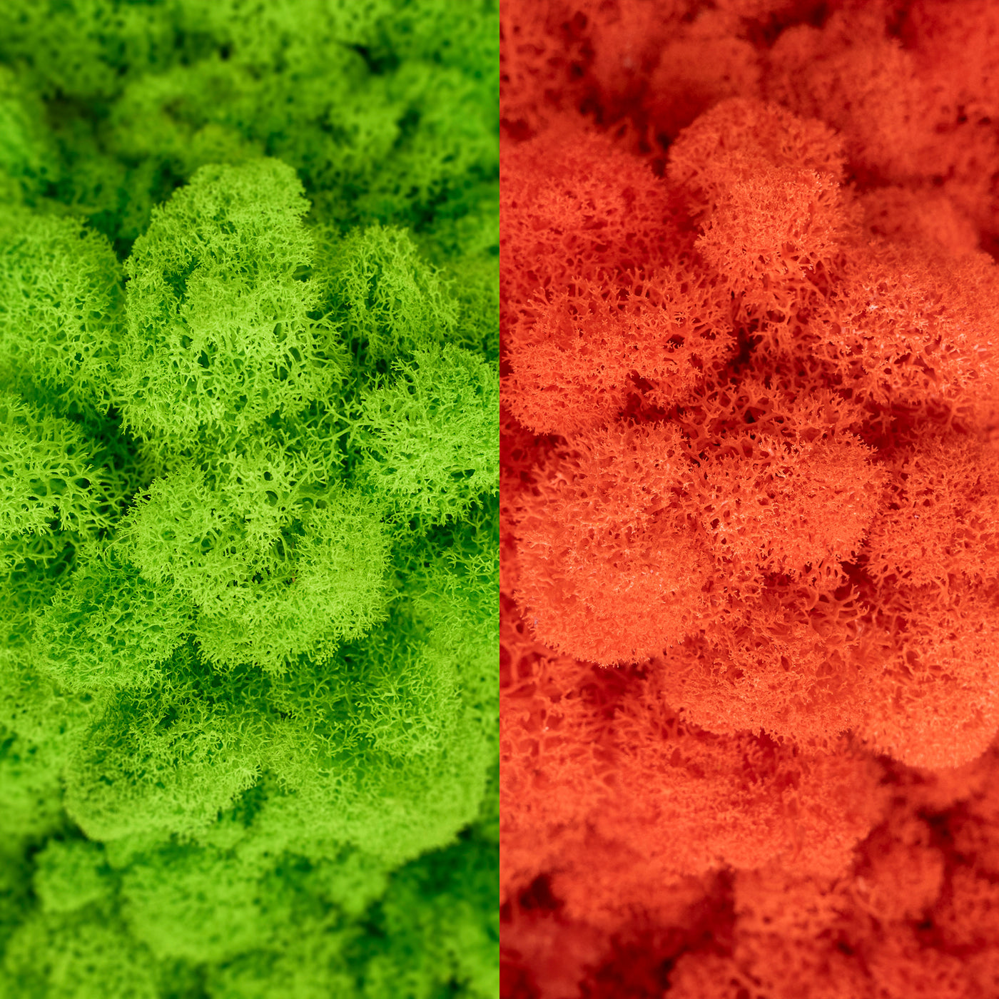 Licheni curatati si fara radacina in 2 culori 500g NET, calitate ULTRA PREMIUM, verde intens deschis RR33 cu