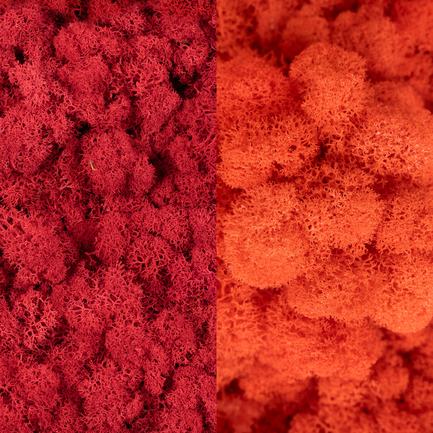 Licheni curatati si fara radacina in 2 culori 500g NET, calitate ULTRA PREMIUM, rosu intens RR11 cu