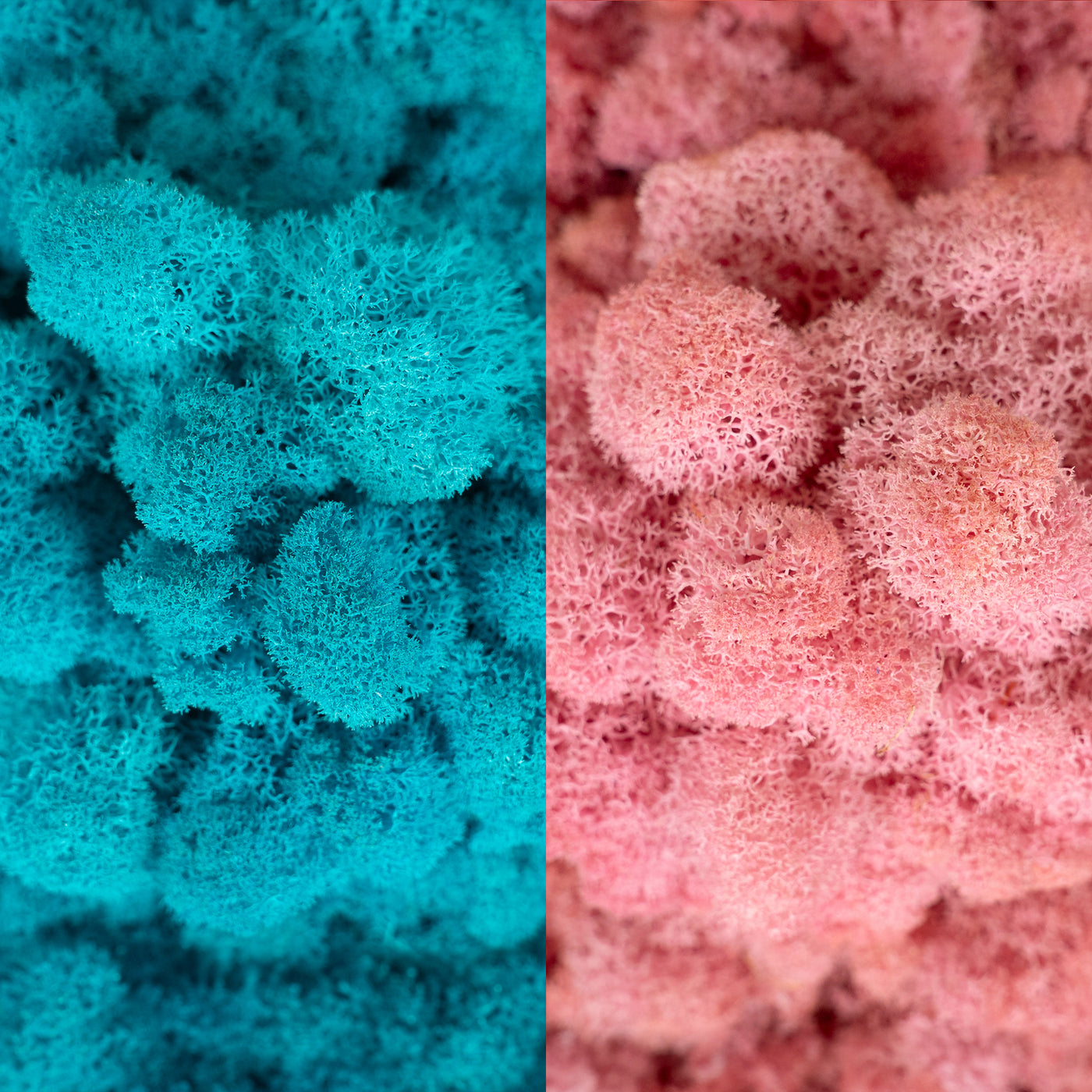 Licheni curatati si fara radacina in 2 culori 500g NET, calitate ULTRA PREMIUM, blue raspberry RR45 cu