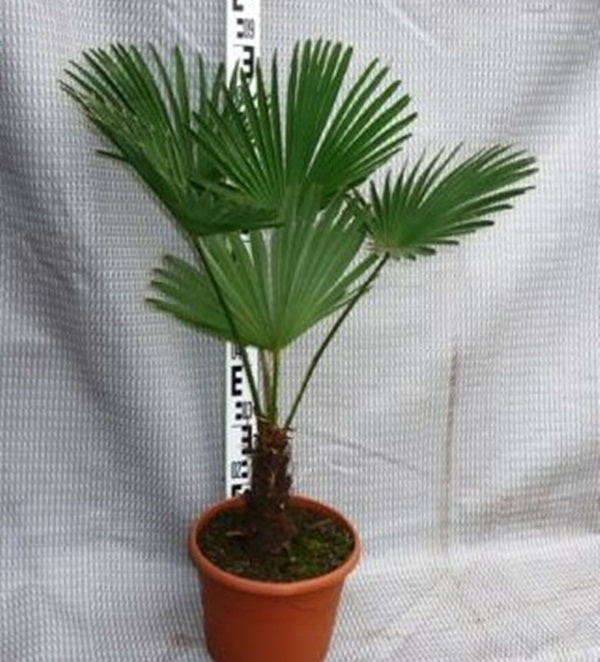 Palmier rezistent la ger Trachycarpus wagnerianus 80-100 cm