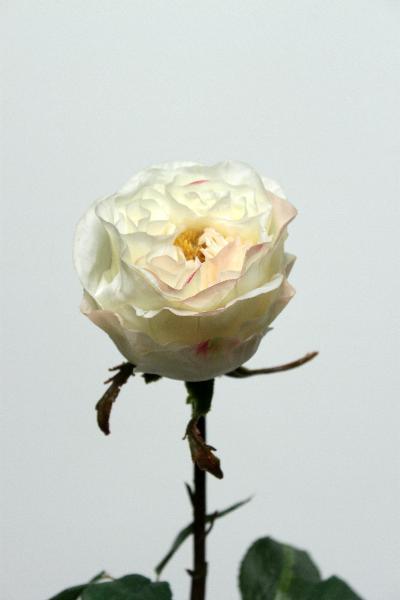 Trandafir artificial crem English D10x7xH54 cm HO