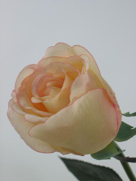 Trandafir artificial Jessica 70 cm HO galben piersica