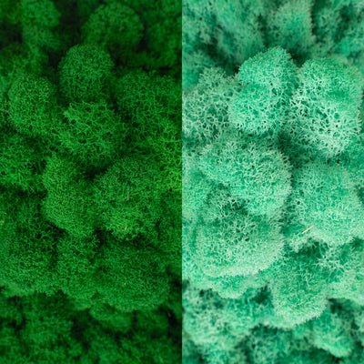 Licheni curatati si fara radacina in 2 culori 500g NET, calitate ULTRA PREMIUM, verde smarald inchis RR53 cu