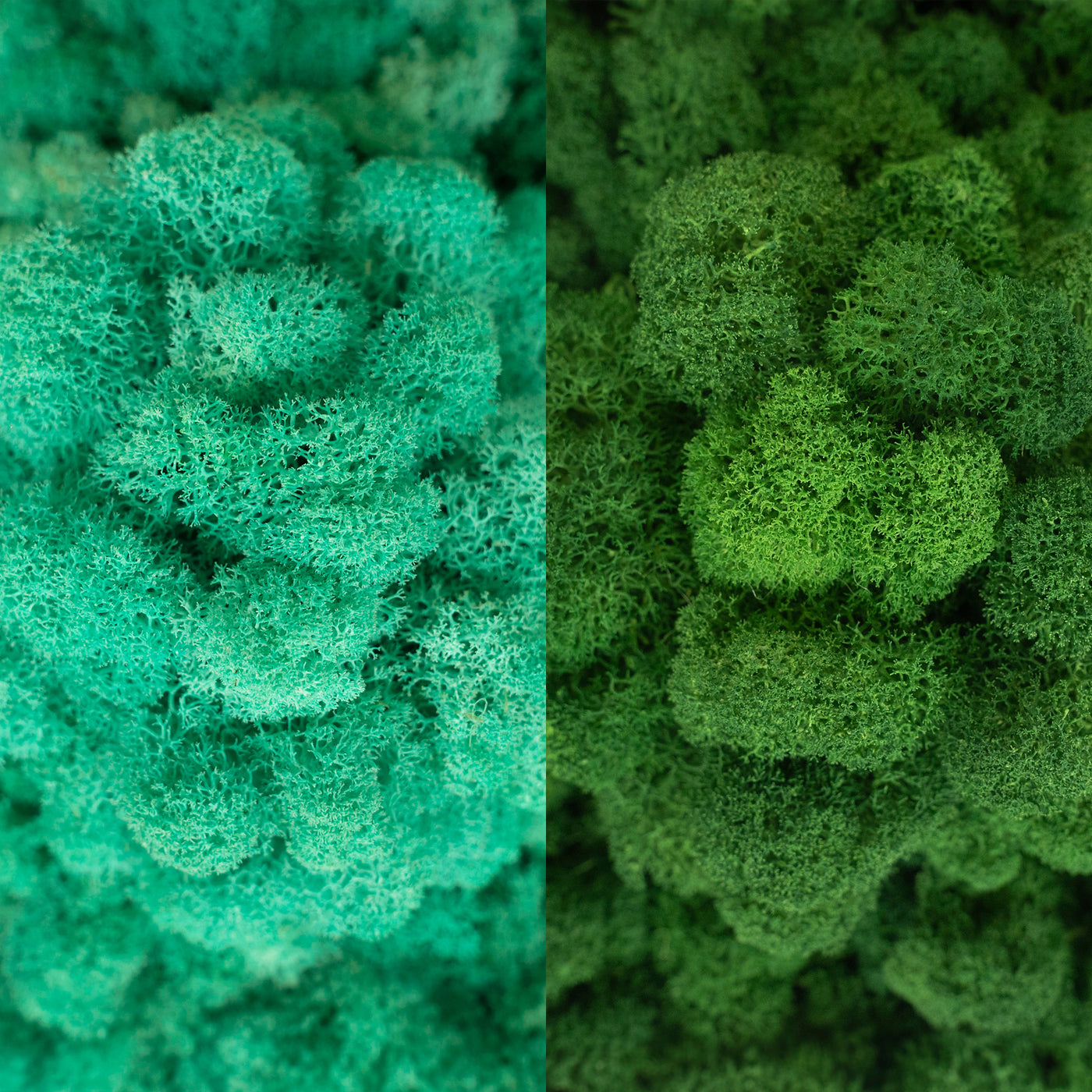 Licheni curatati si fara radacina in 2 culori 500g NET, calitate ULTRA PREMIUM, verde pacific RR06 cu