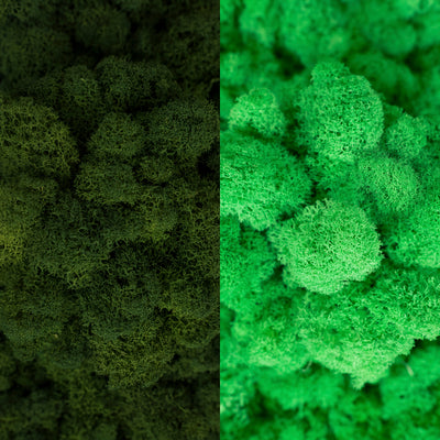 Licheni curatati si fara radacina in 2 culori 500g NET, calitate ULTRA PREMIUM, verde inchis RR01 cu