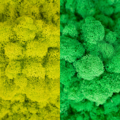 Licheni curatati si fara radacina in 2 culori 500g NET, calitate ULTRA PREMIUM, verde bitter lemon RR38 cu