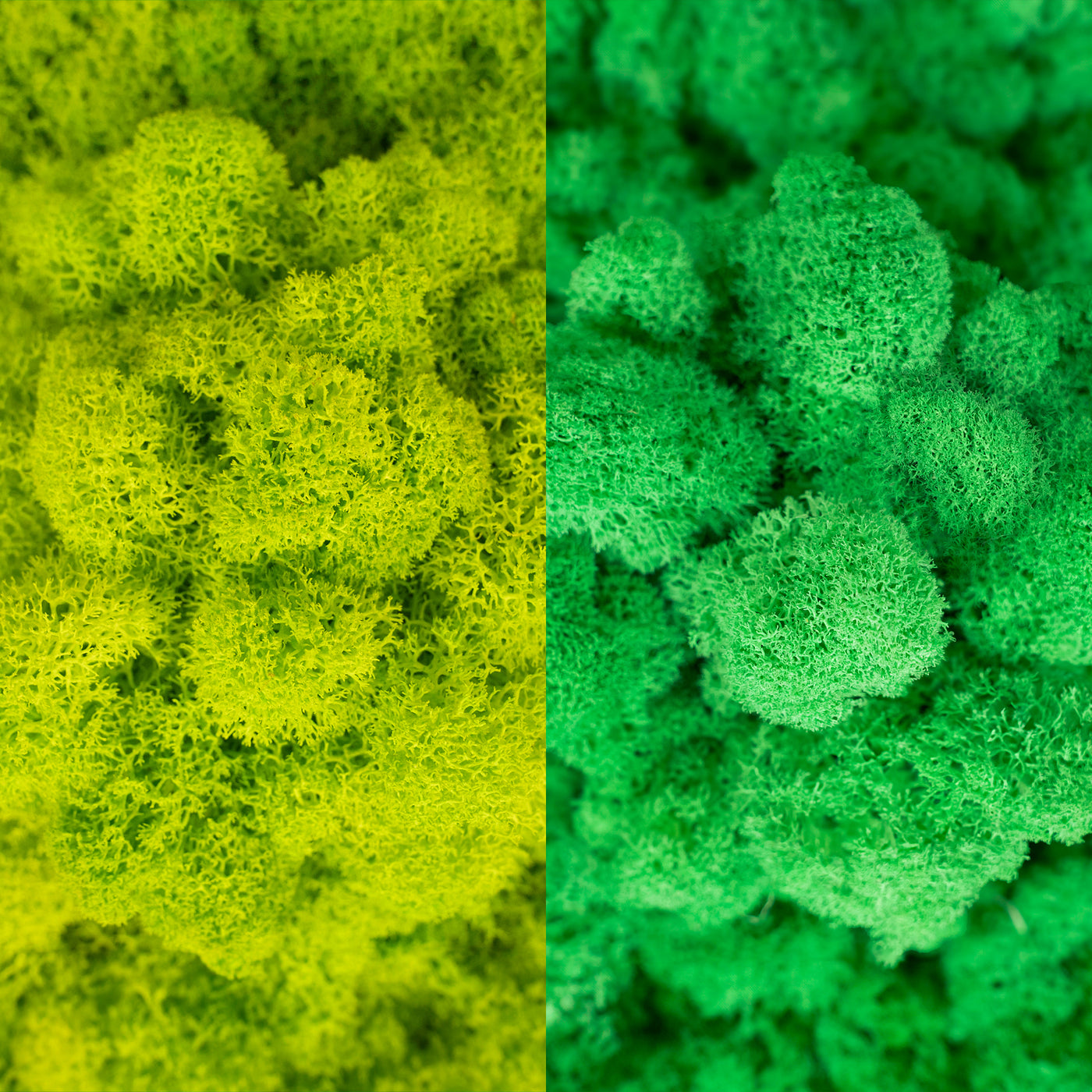 Licheni curatati si fara radacina in 2 culori 500g NET, calitate ULTRA PREMIUM, verde lime RR35 cu