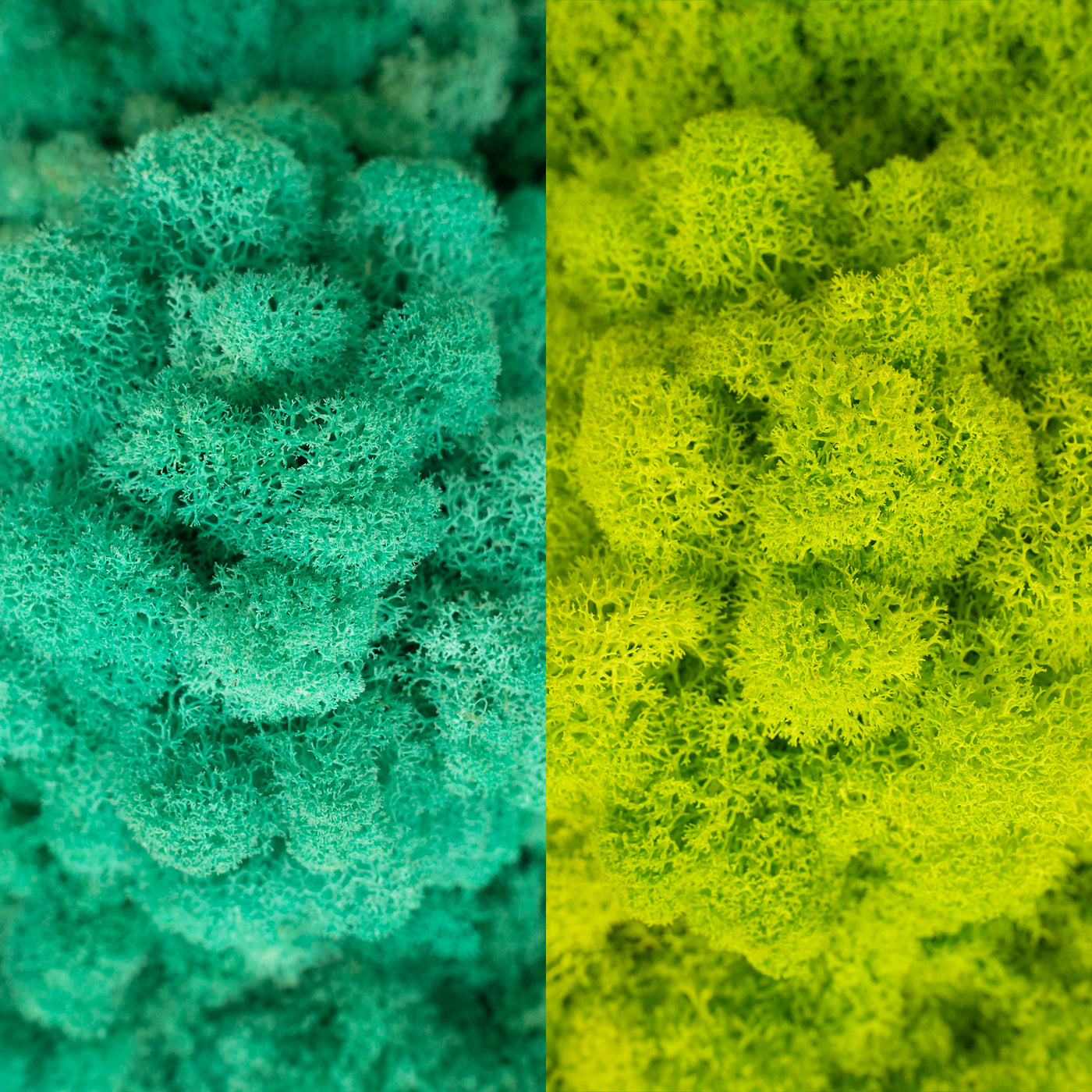 Licheni curatati si fara radacina in 2 culori 500g NET, calitate ULTRA PREMIUM, verde pacific RR06 cu