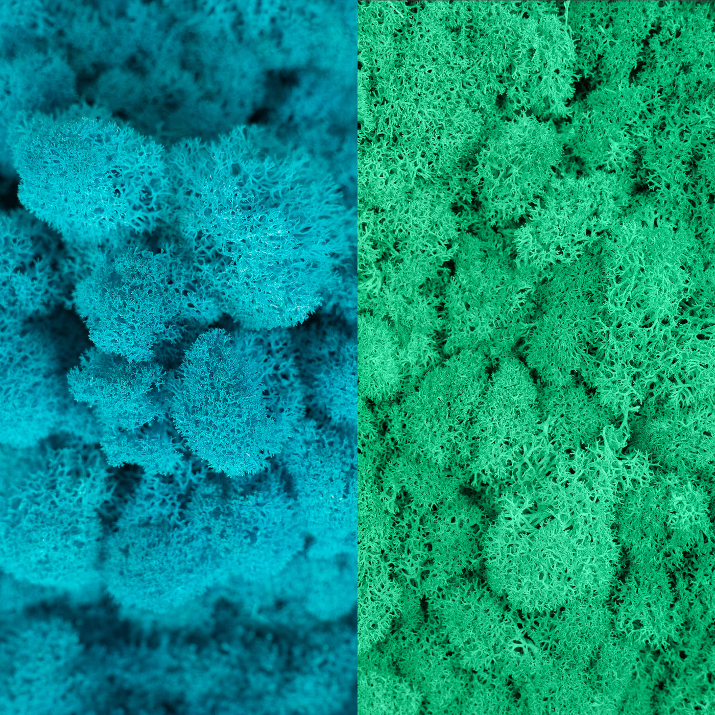 Licheni curatati si fara radacina in 2 culori 500g NET, calitate ULTRA PREMIUM, blue raspberry RR45 cu