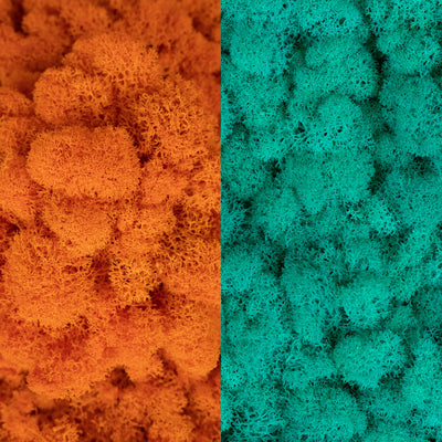 Licheni curatati si fara radacina in 2 culori 500g NET, calitate ULTRA PREMIUM, portocaliu RR14 cu